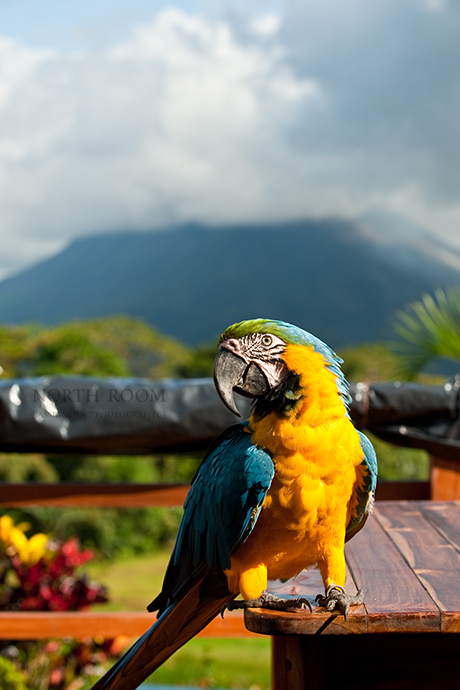 A pet of Arenal Lodge, this guy gave us a synchronized flying display with none other than his wife.