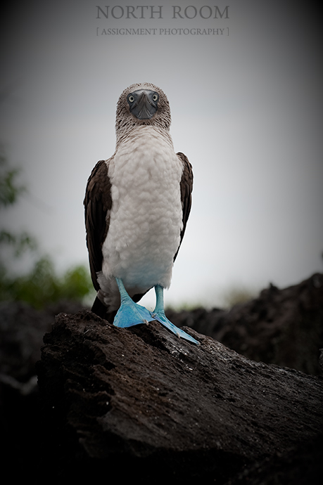 A Blue-Footed Booby.