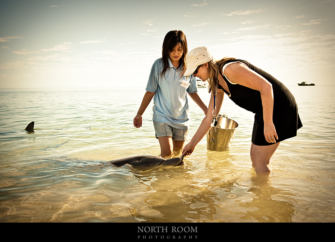 Claire feeding a wild dolphin.  The biologists at Monkey Mia have formed a relationship with 5 wild females who come here each morning for a feed.
